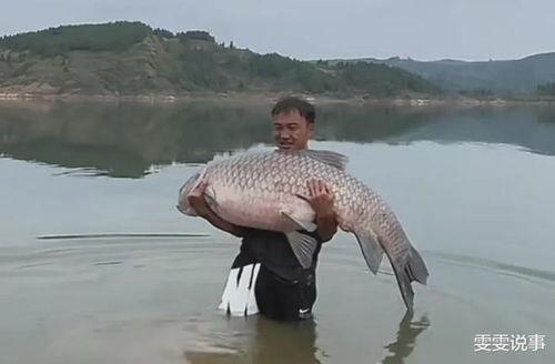 青鱼视频在线观看国产